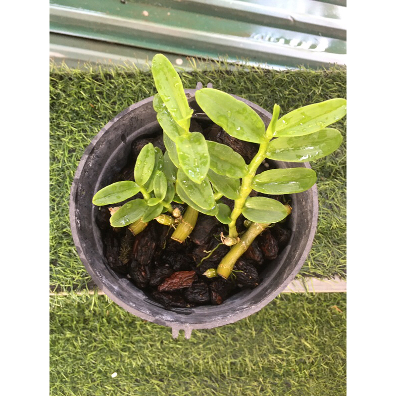 Lan phi điệp 5ct ANH CẢ chậu khoẻ mạnh 4-5 ki như hình