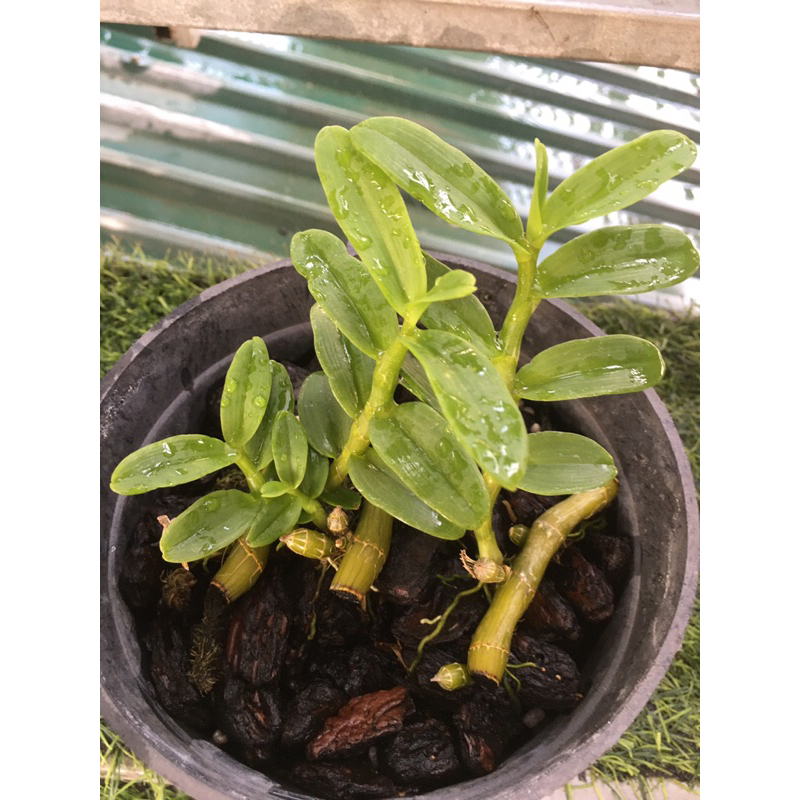 Lan phi điệp 5ct ANH CẢ chậu khoẻ mạnh 4-5 ki như hình