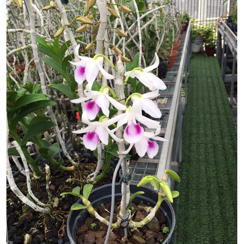 Lan phi điệp 5ct ANH CẢ chậu khoẻ mạnh 4-5 ki như hình