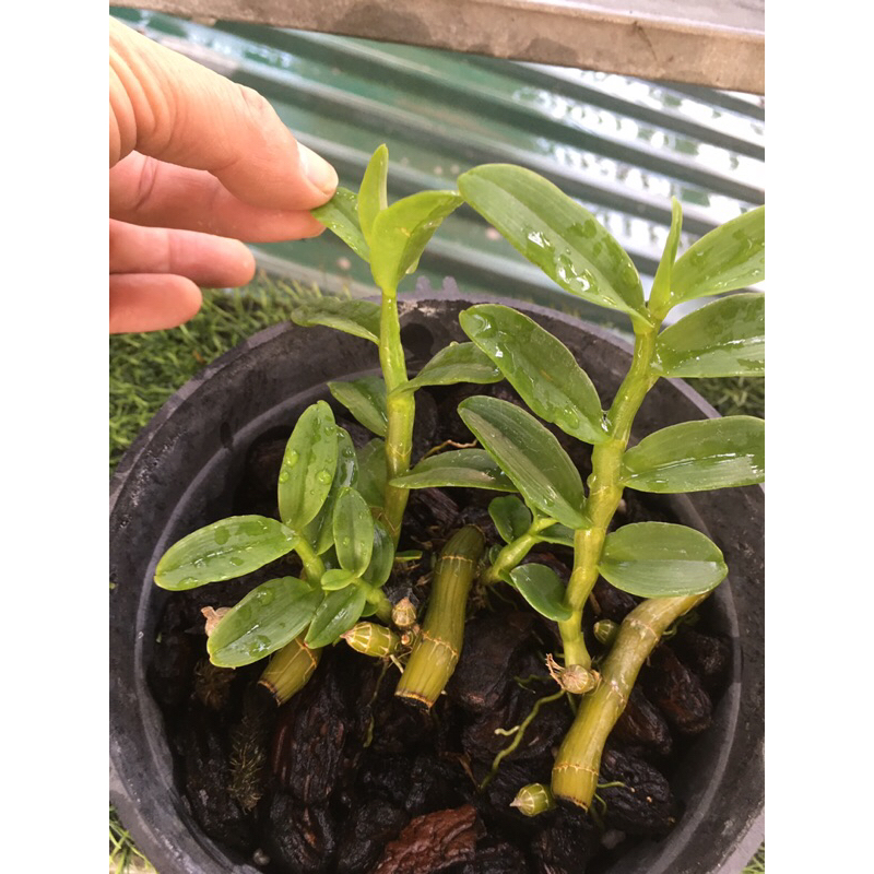 Lan phi điệp 5ct ANH CẢ chậu khoẻ mạnh 4-5 ki như hình