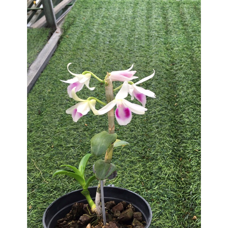 Lan phi điệp 5ct ANH CẢ chậu khoẻ mạnh 4-5 ki như hình