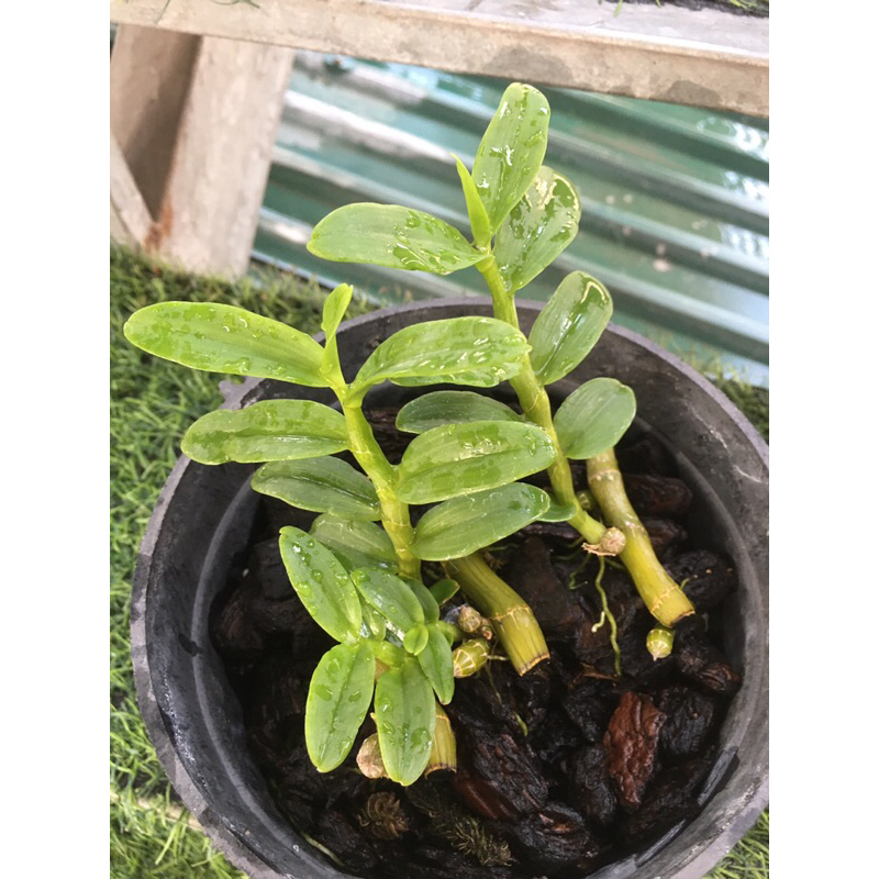 Lan phi điệp 5ct ANH CẢ chậu khoẻ mạnh 4-5 ki như hình