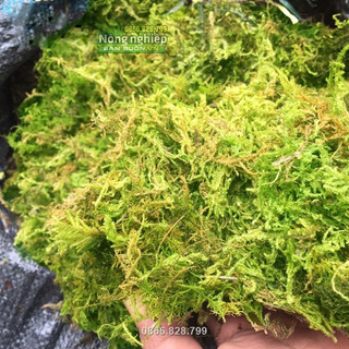 Rêu rừng organic cao cấp, số lượng có hạn