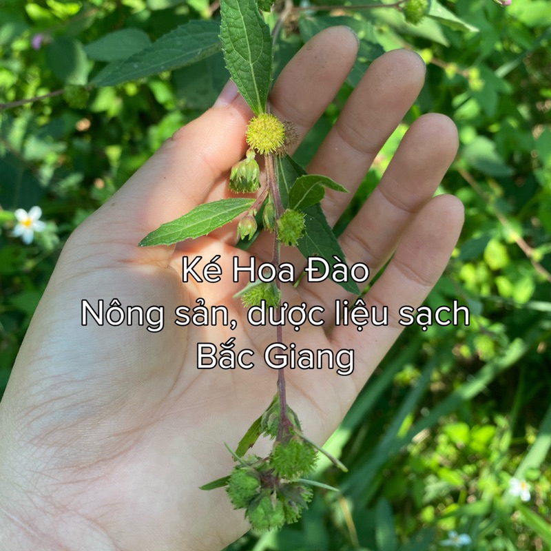 Combo 2KG Ké hoa đào khô sạch