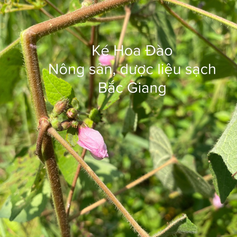 Combo 2KG Ké hoa đào khô sạch