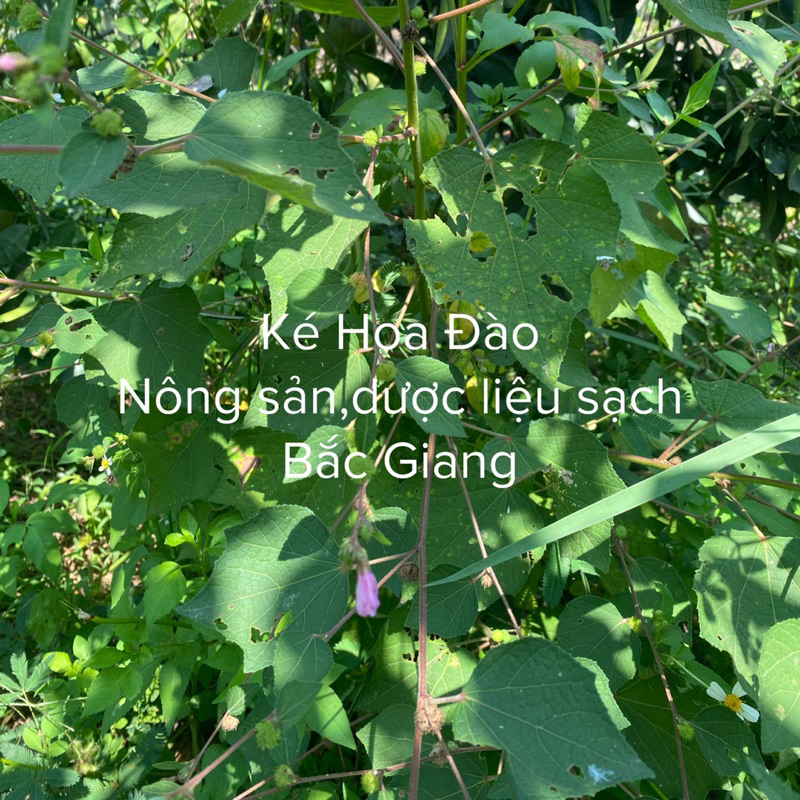 Combo 2KG Ké hoa đào khô sạch