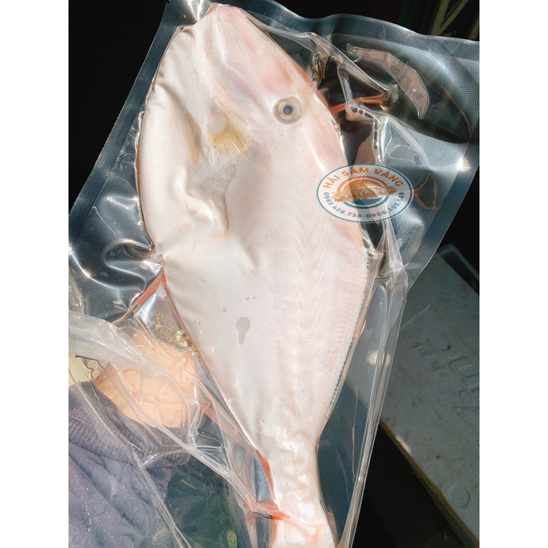 CÁ BÒ DA TRẮNG NHA TRANG (1-2kg/con đã làm sạch)