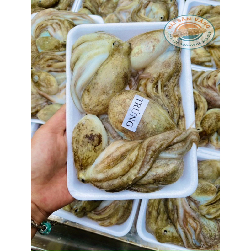 BẠCH TUỘC TRỨNG CÂU(10-14con/kg) khay 500gram