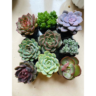 Set 9 bầu sen đá - tặng 1 sen vỉ ngẫu nhiên