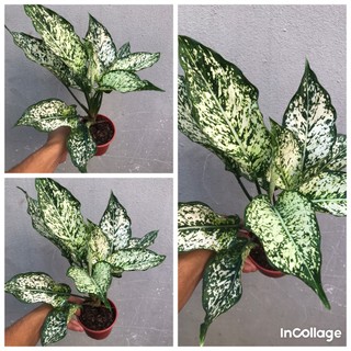 Cây ngọc ngân bầu chậu nhựa
