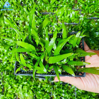 Dương xỉ mỹ nhân cấy vỉ nhựa - dễ trồng cây thuỷ sinh dán giá thể - vỹ nhựa cây thuỷ sinh không cần co2 và nền