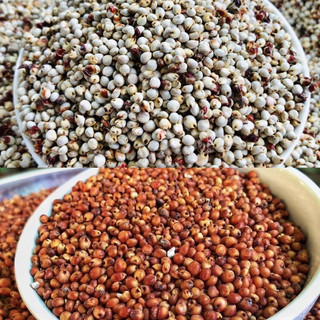 500g hạt bo bo đỏ / ý dĩ / cao lương đa công dụng