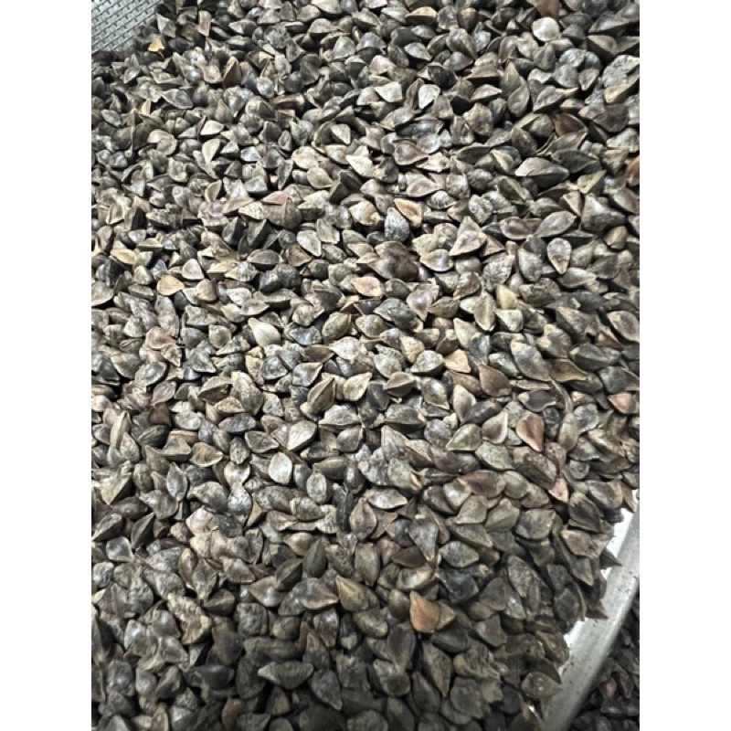 Hạt ba khía cho vẹt, hamster,sóc,... 500g