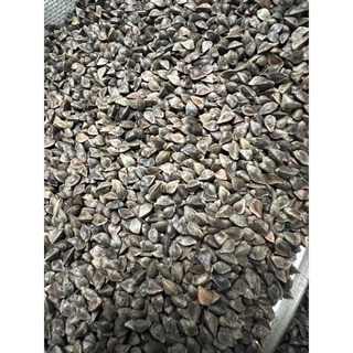 Hạt ba khía cho vẹt, hamster,sóc,... 500g
