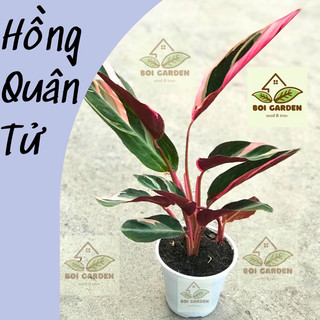 Cây hồng quân tử