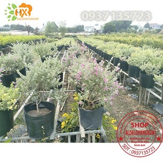 CÂY TUYẾT SƠN