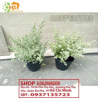 cây tuyết sơn phi hồng