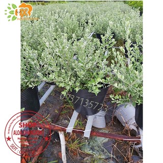 cây tuyết sơn phi hồng