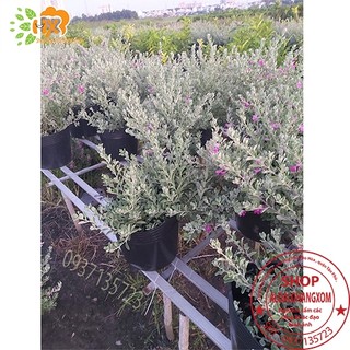 cây tuyết sơn phi hồng