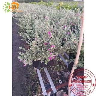 cây tuyết sơn phi hồng