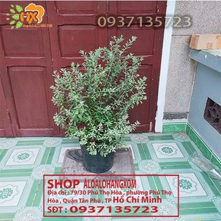 cây tuyết sơn phi hồng