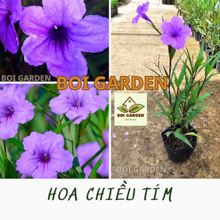 Bầu 5 cây hoa Chiều Tím