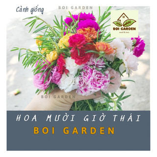 1kg cành giống Hoa mười giờ nhiều màu