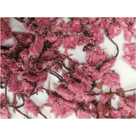 Hoa anh đào muối 20g