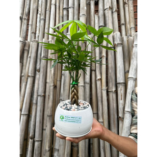 Chậu sứ cây Kim Ngân bím mini