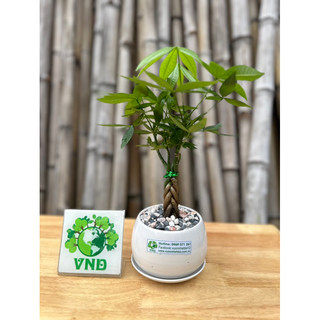 Chậu sứ cây Kim Ngân bím mini