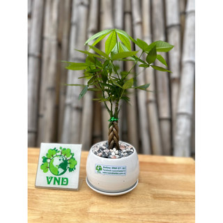 Chậu sứ cây Kim Ngân bím mini