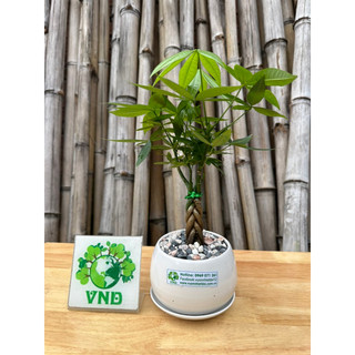 Chậu sứ cây Kim Ngân bím mini