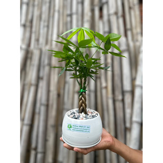 Chậu sứ cây Kim Ngân bím mini
