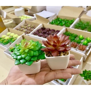 Sen đá giả decor