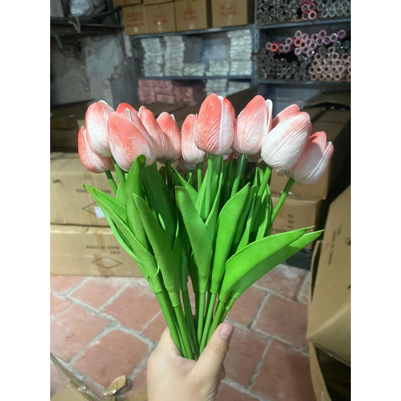 Hoa tuylip cao su non