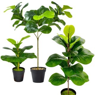 Cây Giả|Cây Bàng Singapor| Cao 35CM - 45CM - 65CM Trang Trí Nhà Cửa Decor quán Cafe[Không Kèm Chậu]