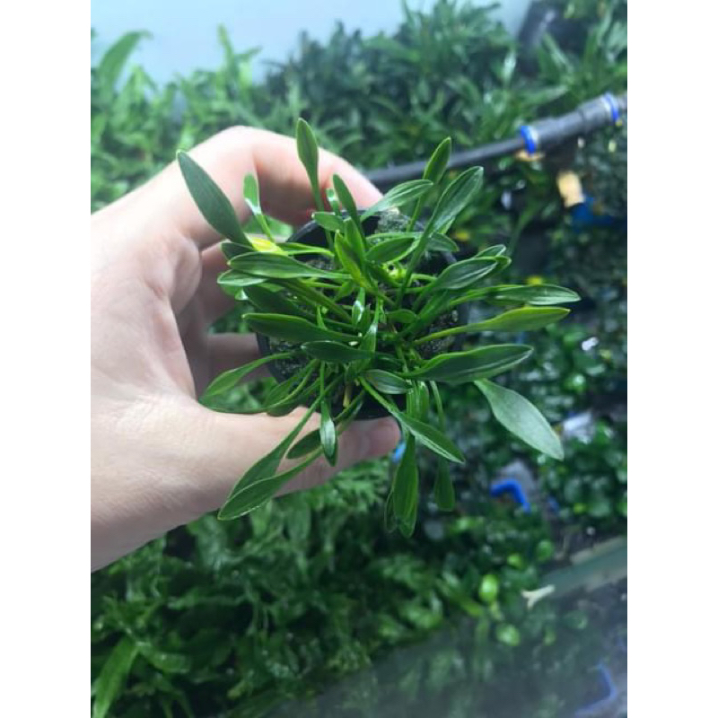 Tiêu thảo Prava mini - Parva tiêu thảo mũi tên