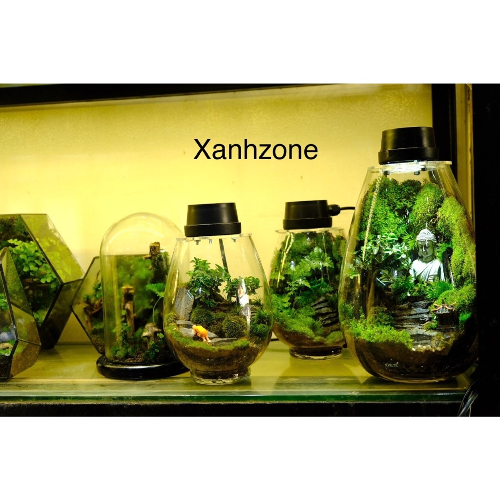 Terrarium đa giác , terrarium mini, combo setup terrarium, terrarium setup sẵn