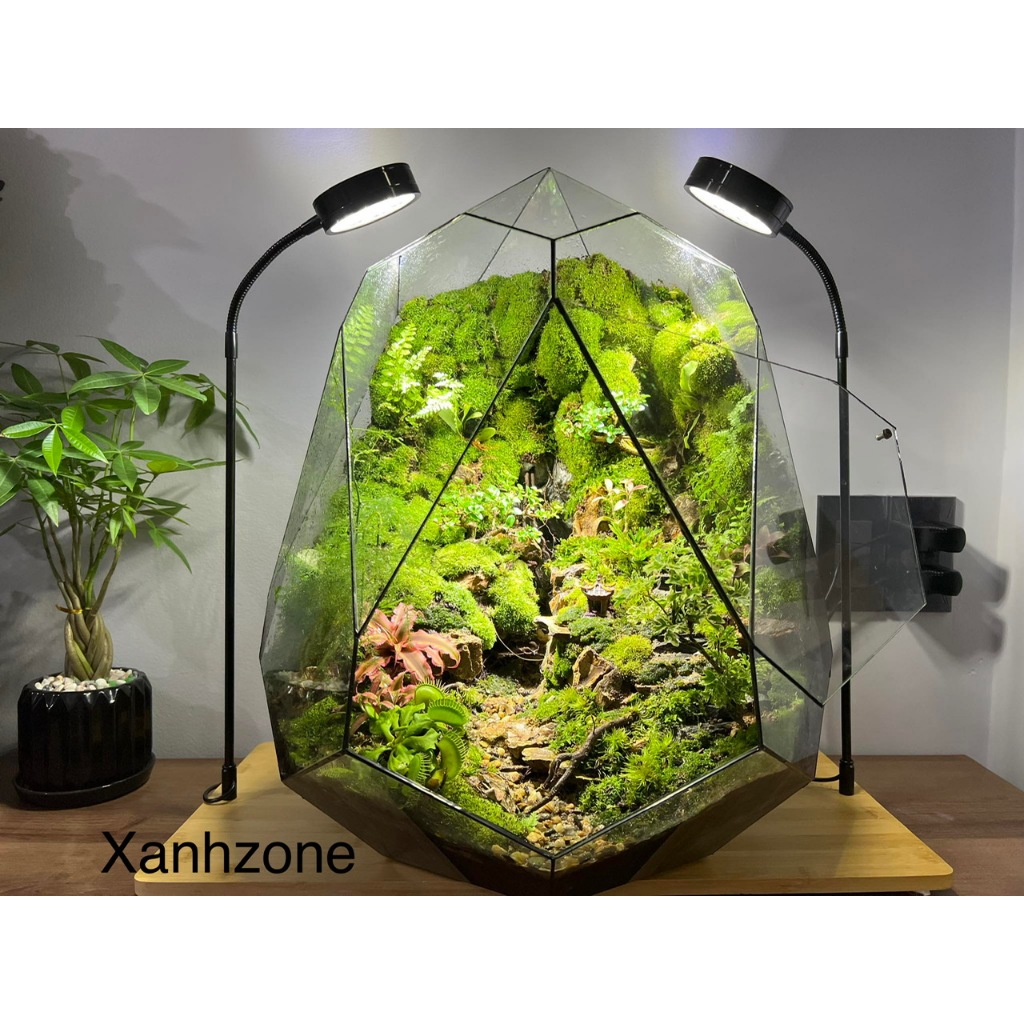 Terrarium đa giác , terrarium mini, combo setup terrarium, terrarium setup sẵn