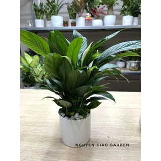 Cây lan ý chậu sứ để bàn dễ chăm sóc