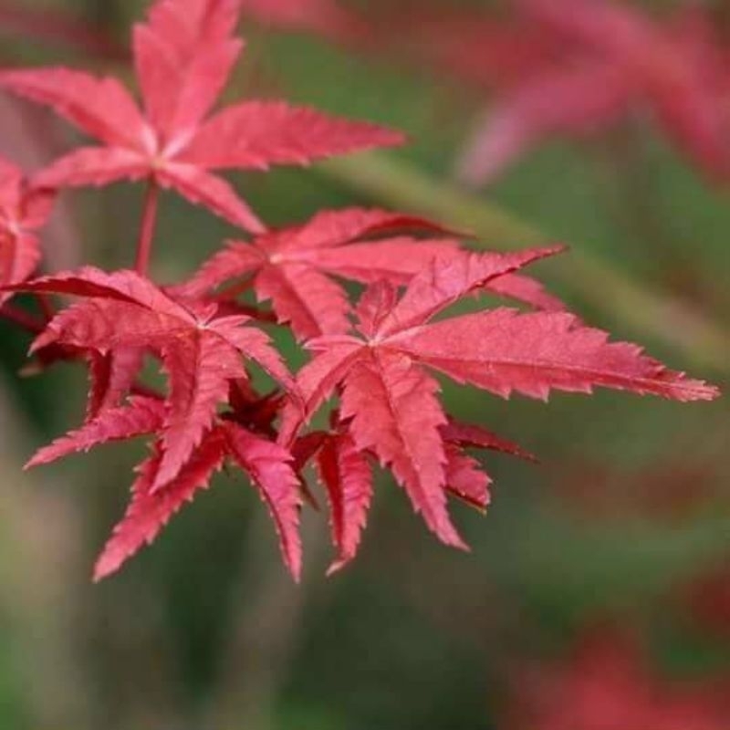 Cây Phong lá đỏ