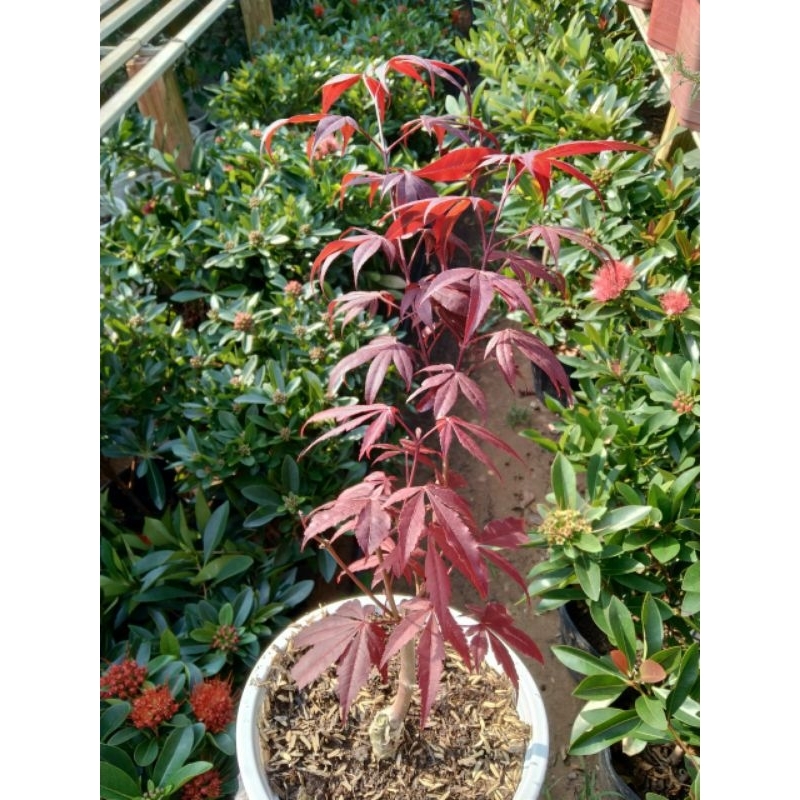 Cây Phong lá đỏ