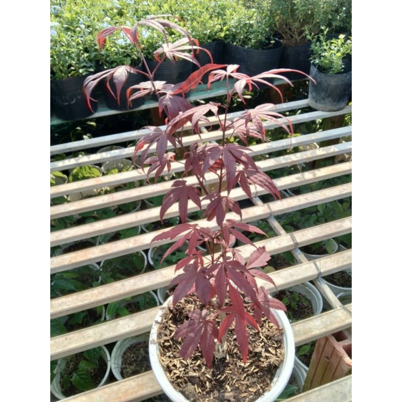 Cây Phong lá đỏ