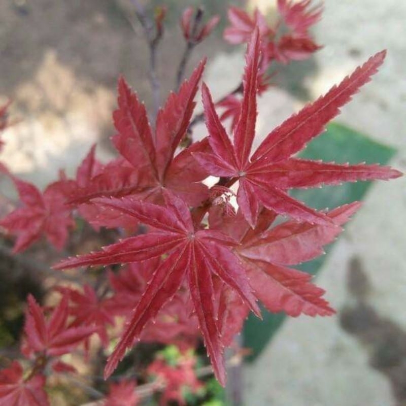 Cây Phong lá đỏ