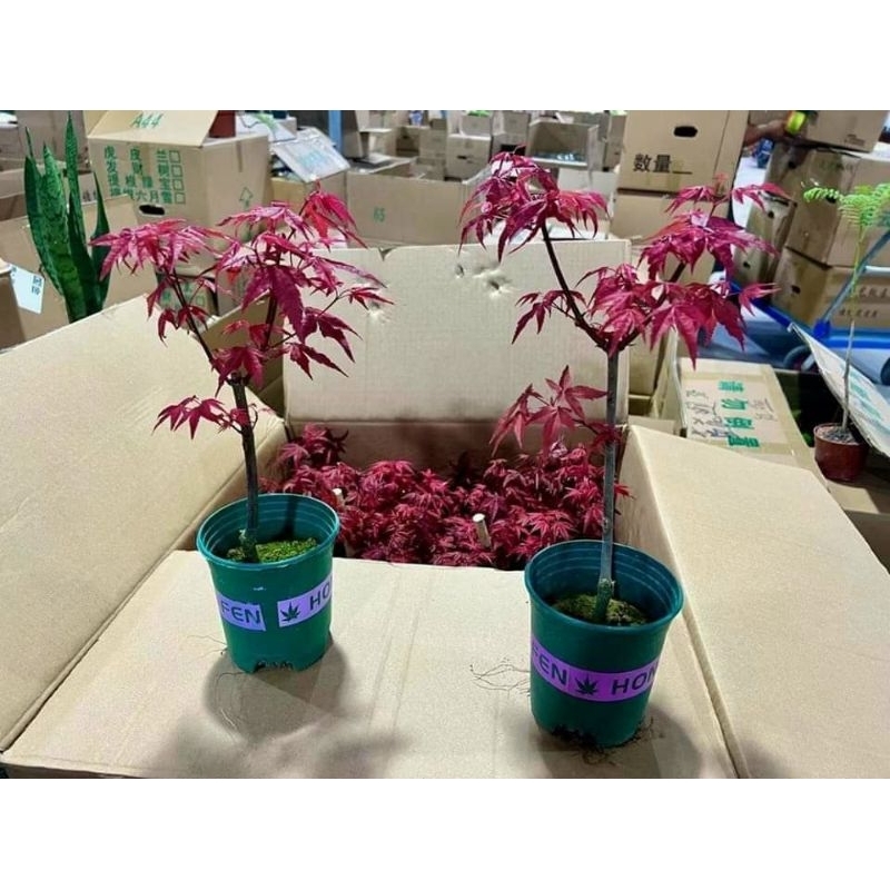 Cây Phong lá đỏ