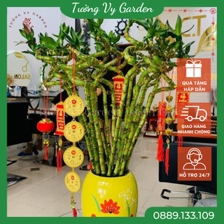 Phát tài xoắn quấn vàng 10 cây bao bền, cây phong thủy phát tài để bàn thu hút vận may tài lộc - phát tài đầu rồng