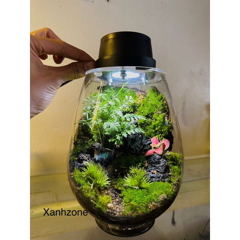 Bình Terrarium quà tặng trang trí, mosslight terrarium, bình terrarium