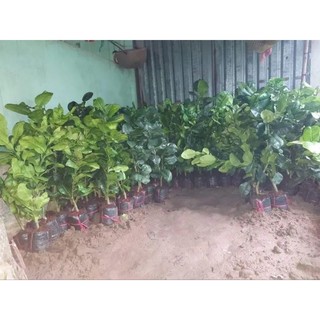 Cây bưởi ruột đỏ, cao 100cm, cây đẹp. có trái