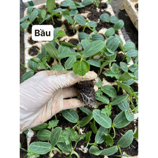 Cây giống bầu, bí xanh, mướp