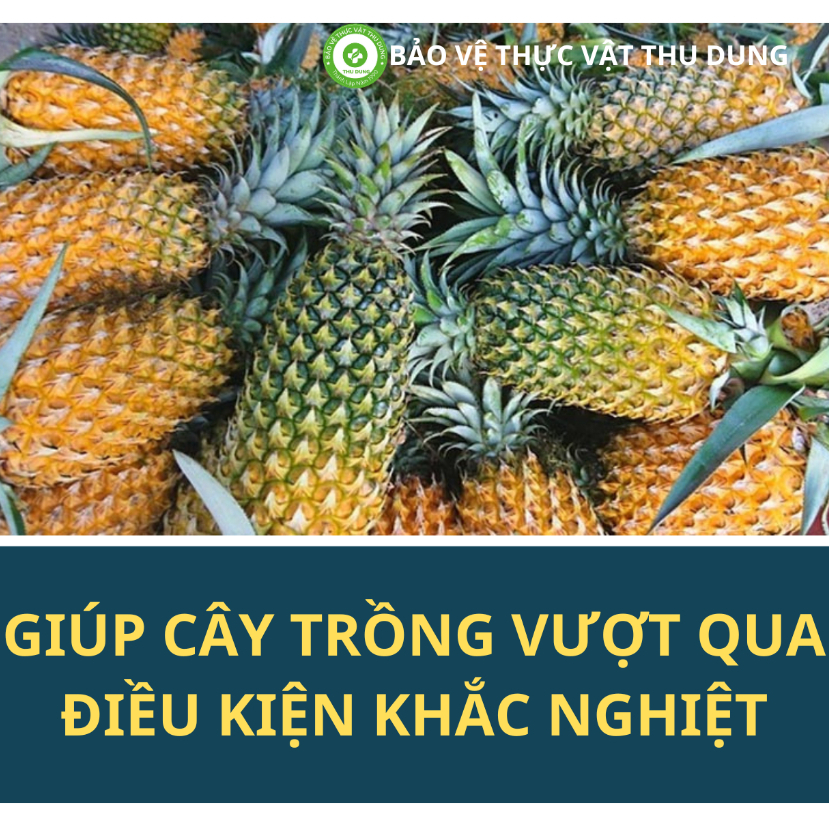ATONIC 1gói RA RỄ MẠNH